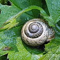 Beautiful snail