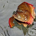Beauty in the water