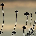 Black flowers
