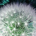 Green and white dandelion
