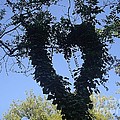 Ivy heart