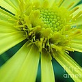 Pretty yellow flower