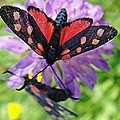 Two black and red butterflies