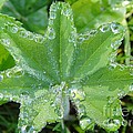 Waterdrops like diamonds