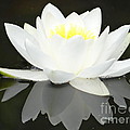 White water lily and black background
