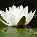 White water lily with blue dragonfly